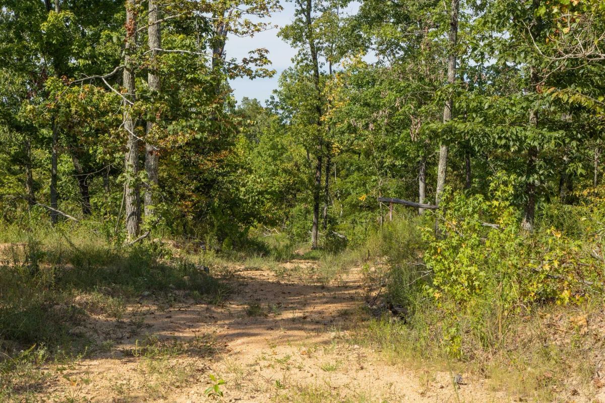 Big White Oak Tract 67 - Image 3