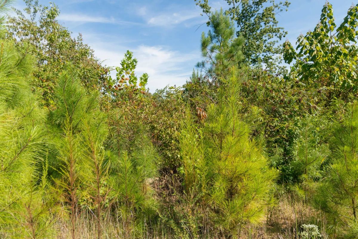 Decorative background for Big White Oak Tract 67 image 5