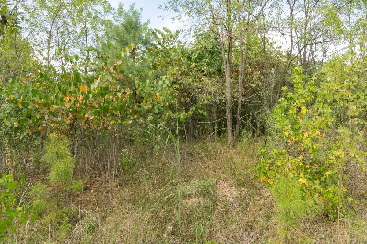 Decorative background for Big White Oak Tract 67 image 6