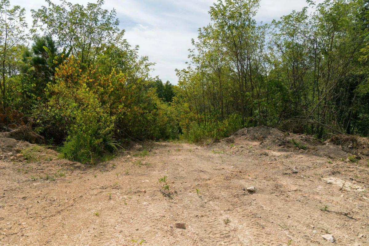 Decorative background for Big White Oak Tract 67 image 7