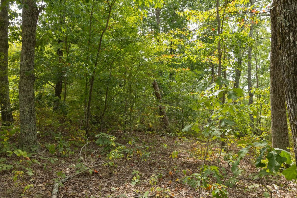Decorative background for Big White Oak Tract 67 image 10