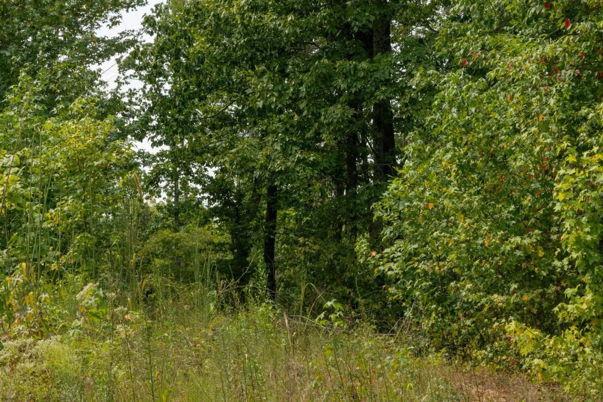 Decorative background for Big White Oak Tract 67 image 11
