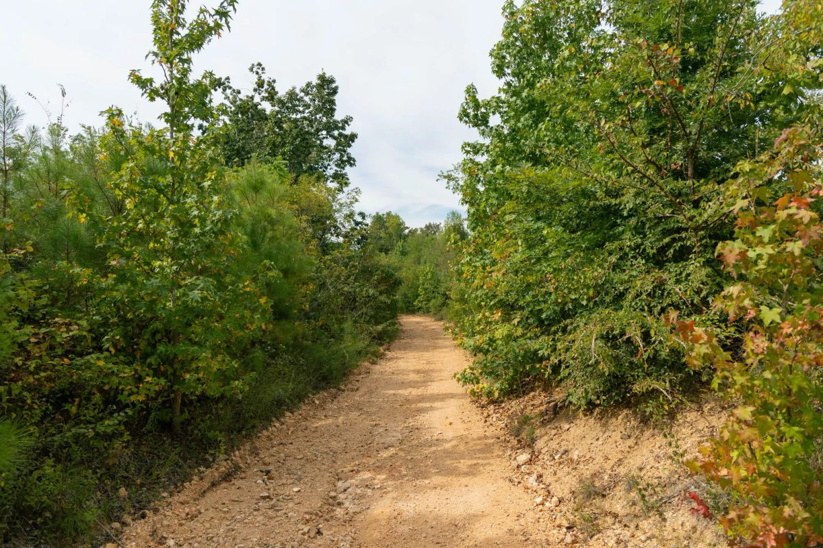 Big White Oak Tract 47 - Image 2