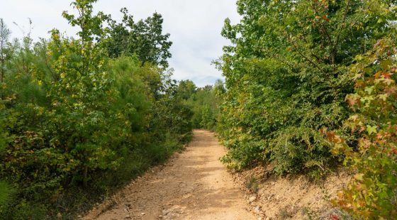 Big White Oak Tract 47 in Perry County, TN