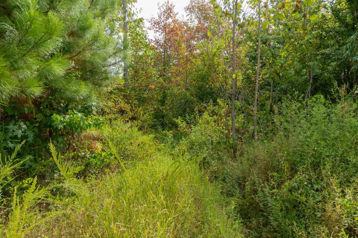 Big White Oak Tract 47 - Image 3