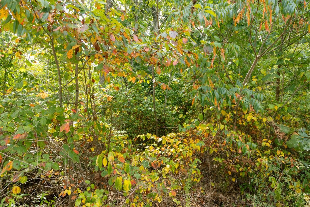 Big White Oak Tract 47 - Image 4