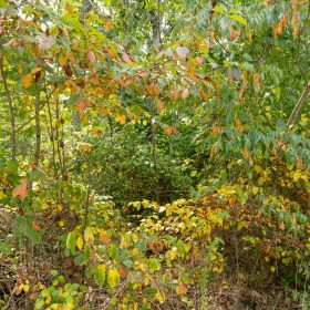 Big White Oak Tract 47 in Perry County, TN