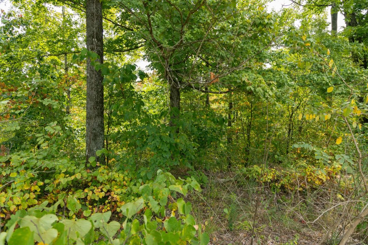 Decorative background for Big White Oak Tract 47 image 5