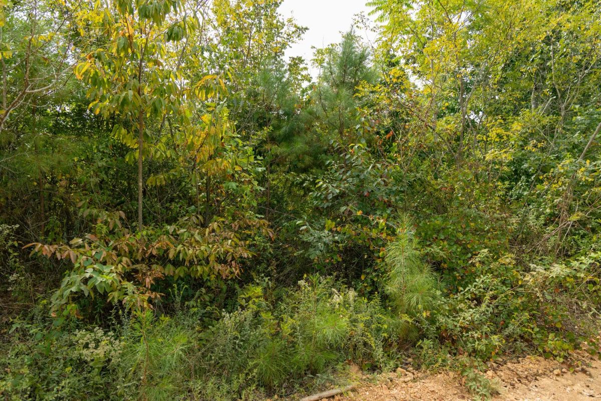 Decorative background for Big White Oak Tract 47 image 6