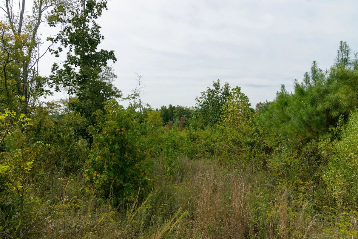 Decorative background for Big White Oak Tract 47 image 7
