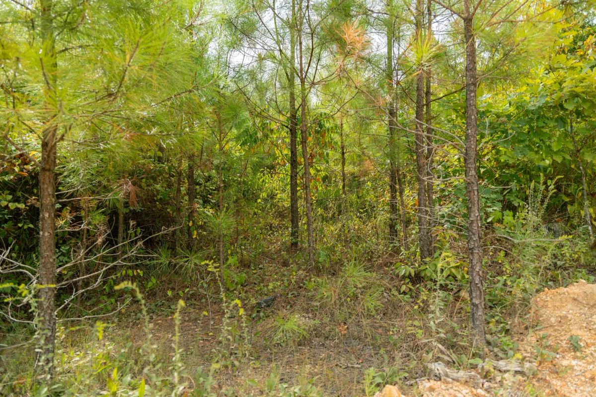 Decorative background for Big White Oak Tract 47 image 8