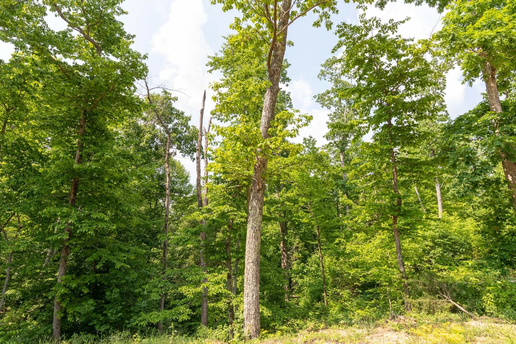 Cedar Creek Tract 60 in Perry County, TN
