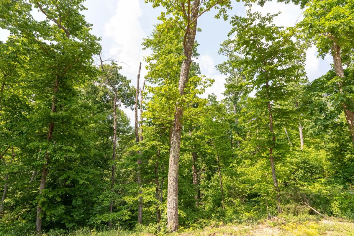 Cedar Creek Tract 60 - Image 2
