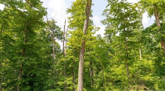 Cedar Creek Tract 60 in Perry County, TN