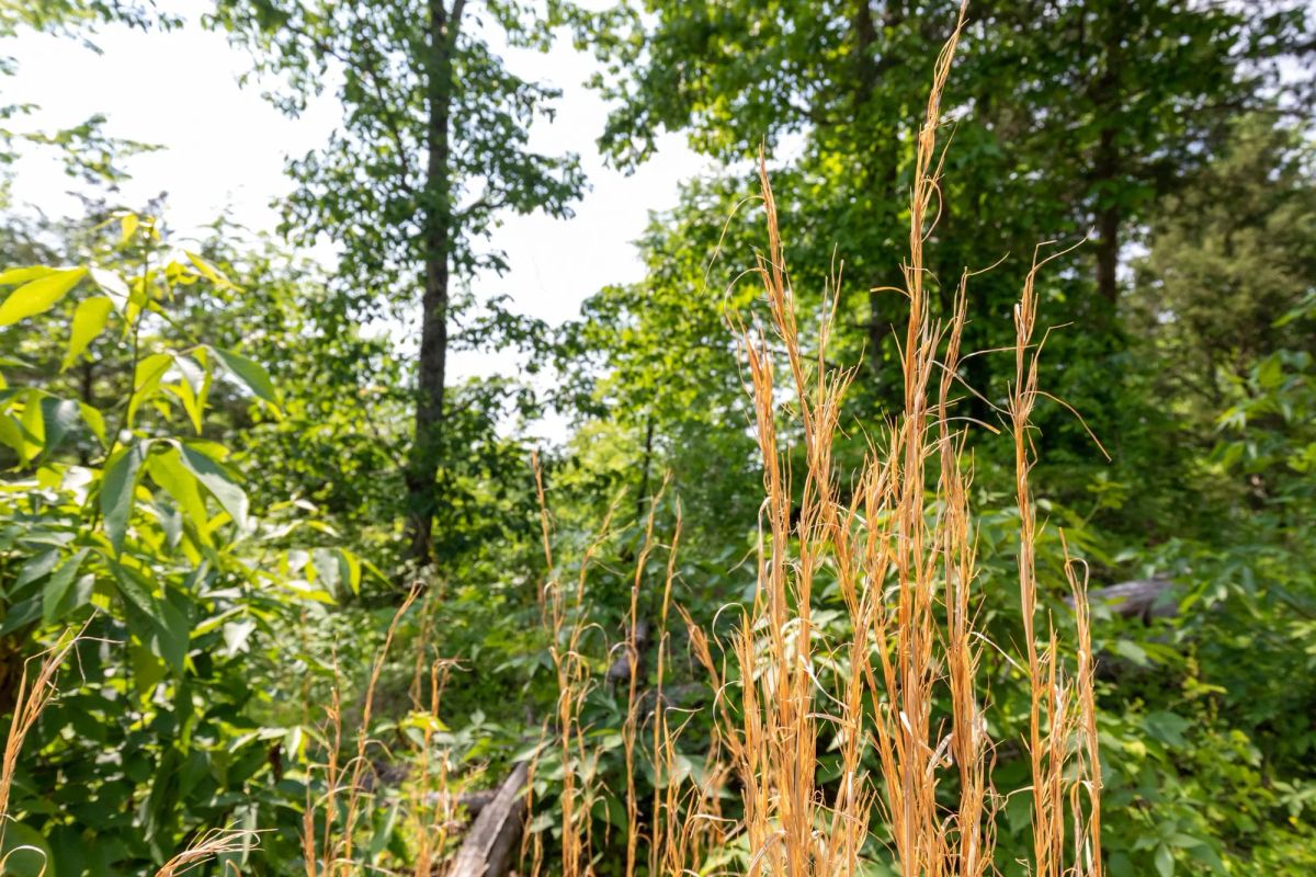 Cedar Creek Tract 60 - Image 3