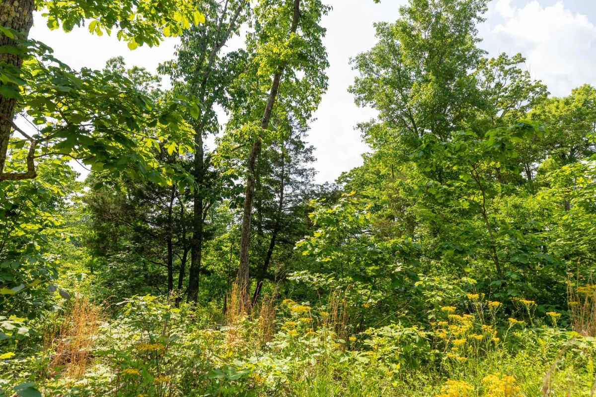 Decorative background for Cedar Creek Tract 60 image 5