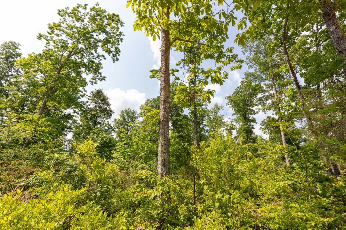 Decorative background for Cedar Creek Tract 60 image 6