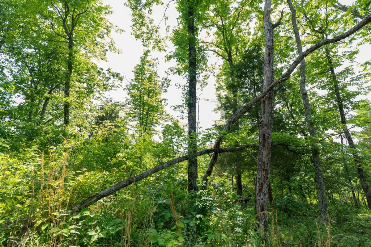 Decorative background for Cedar Creek Tract 60 image 8