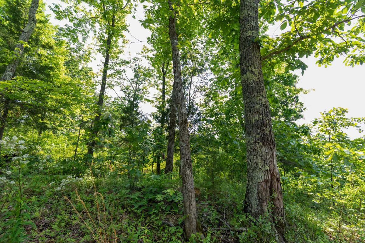 Decorative background for Cedar Creek Tract 60 image 9