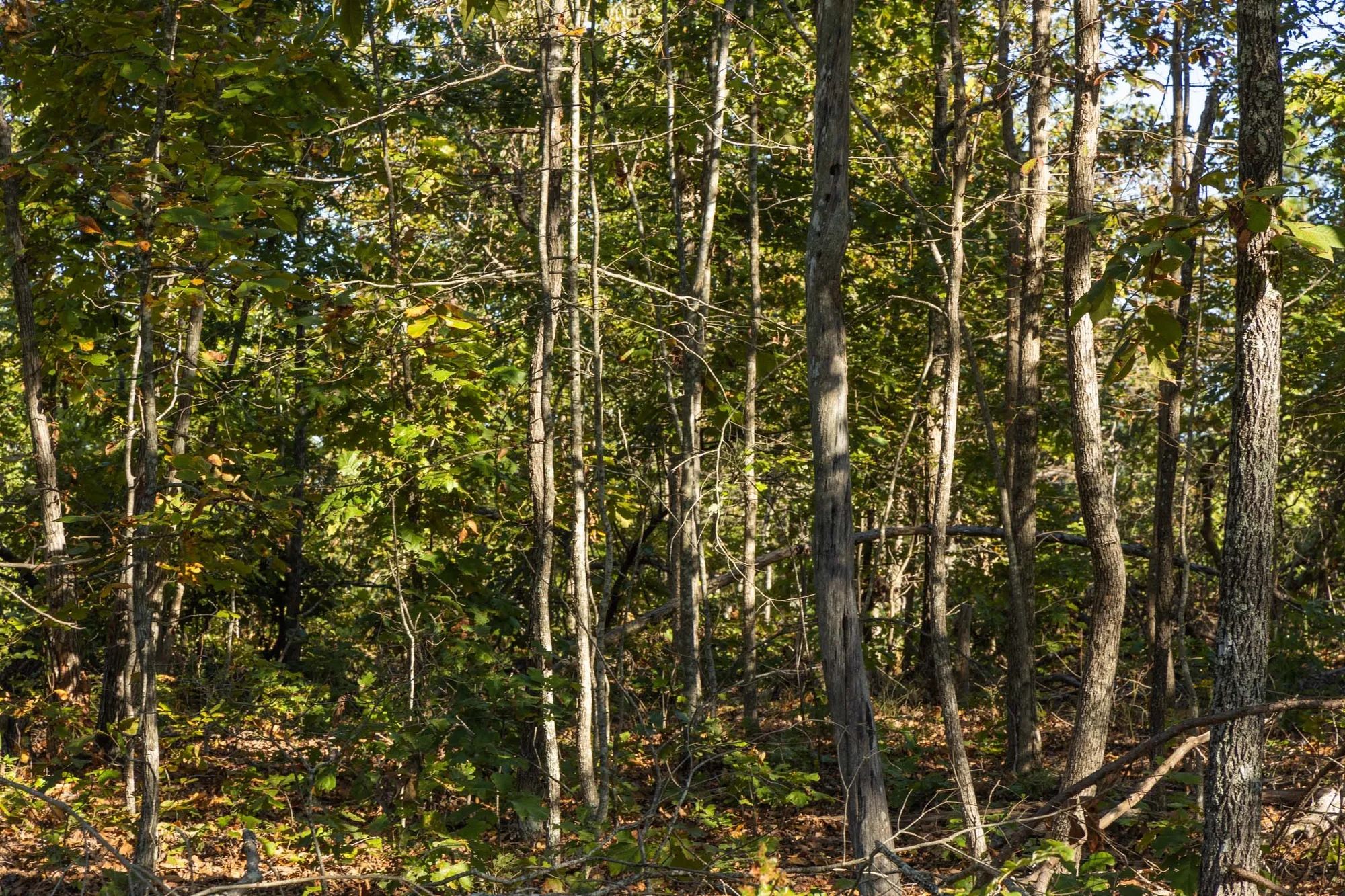 Fox Hollow Tract 11 in Reynolds County, MO