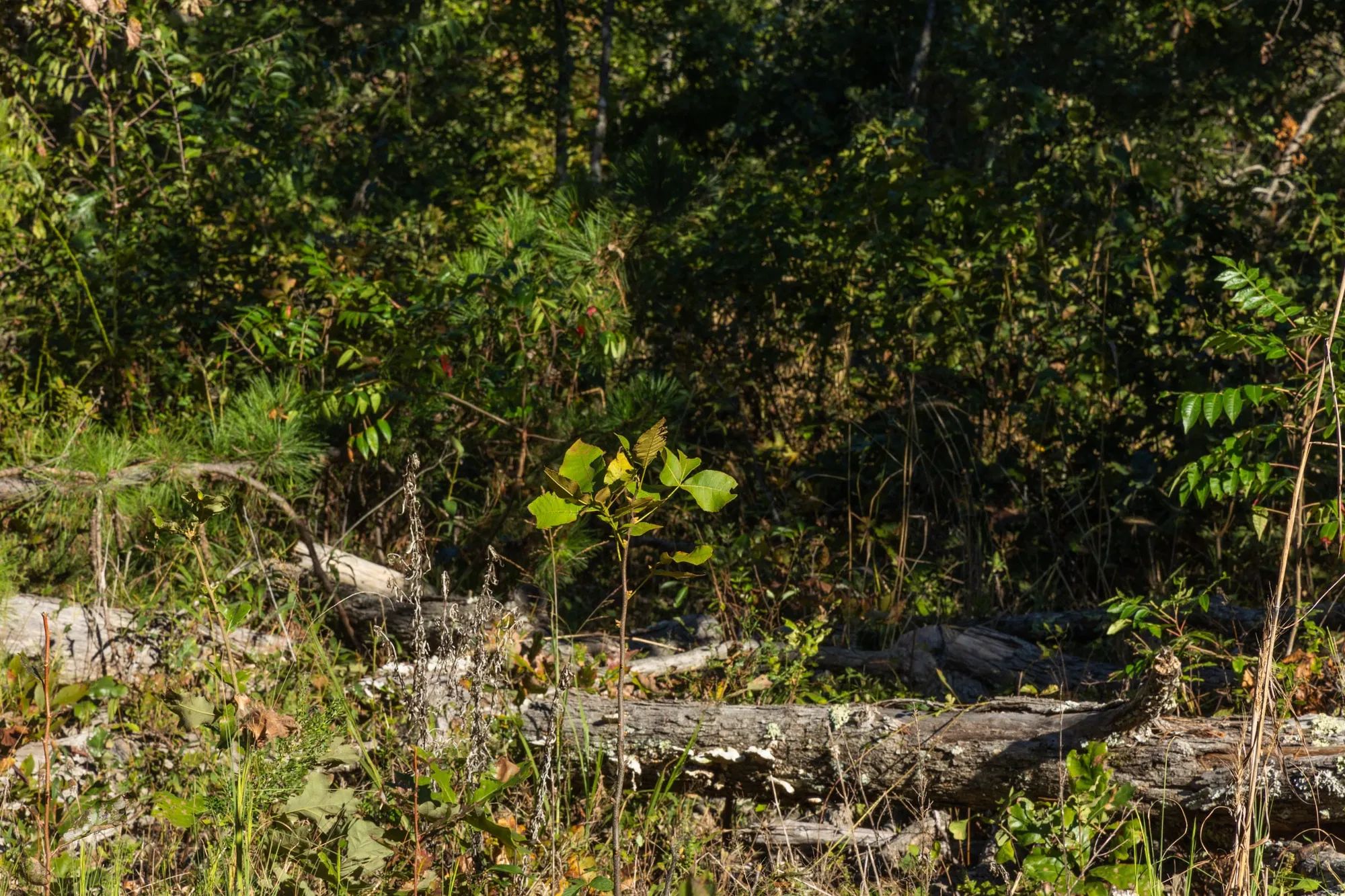 Fox Hollow Tract 11 in Reynolds County, MO