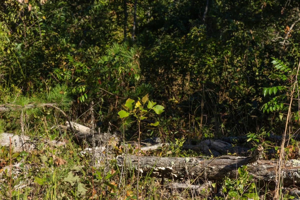 Fox Hollow Tract 11 - Image 3