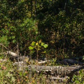 Fox Hollow Tract 11 in Reynolds County, MO