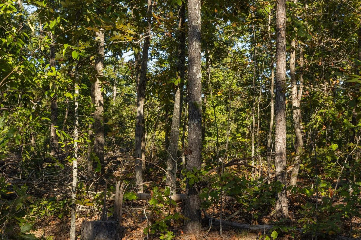 Decorative background for Fox Hollow Tract 11 image 6