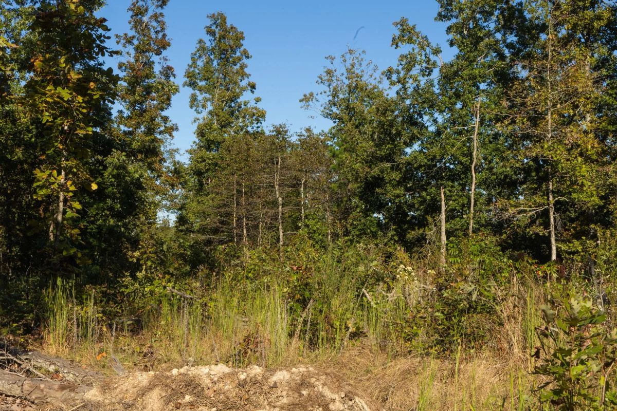 Decorative background for Fox Hollow Tract 11 image 7