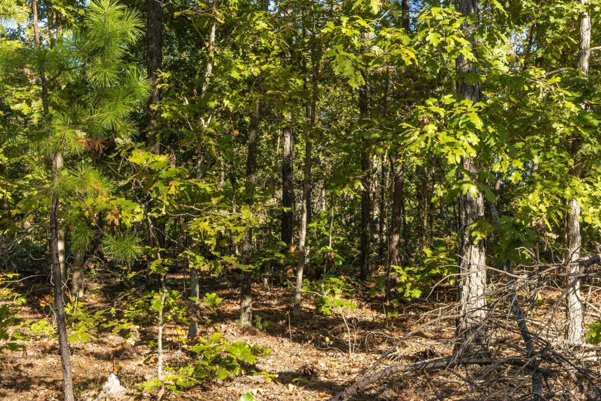 Decorative background for Fox Hollow Tract 11 image 8