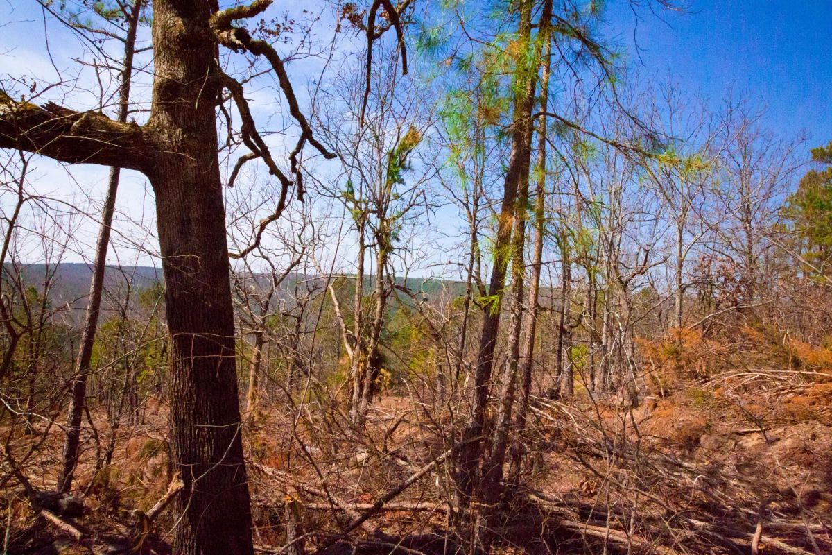 Decorative background for Stone Creek Phase II Tract 99 image 6