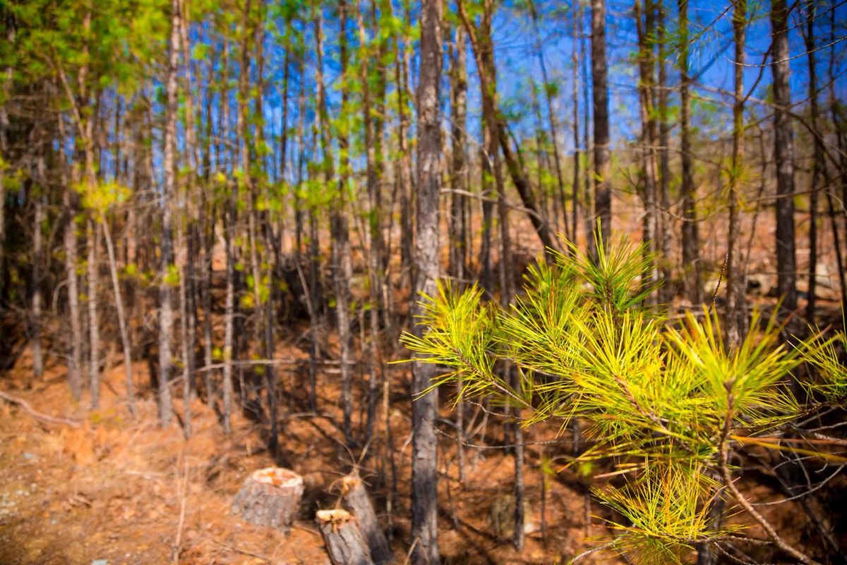 Decorative background for Stone Creek Phase II Tract 99 image 9