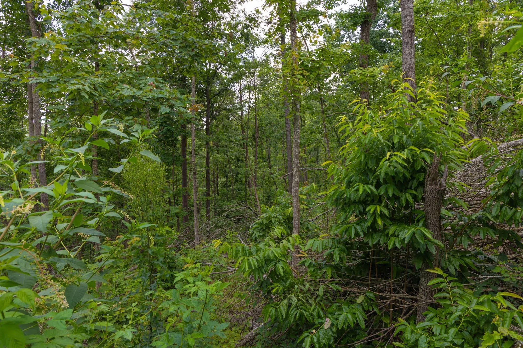 Creek Hollow Phase II Tract 68 in Rockcastle County, KY