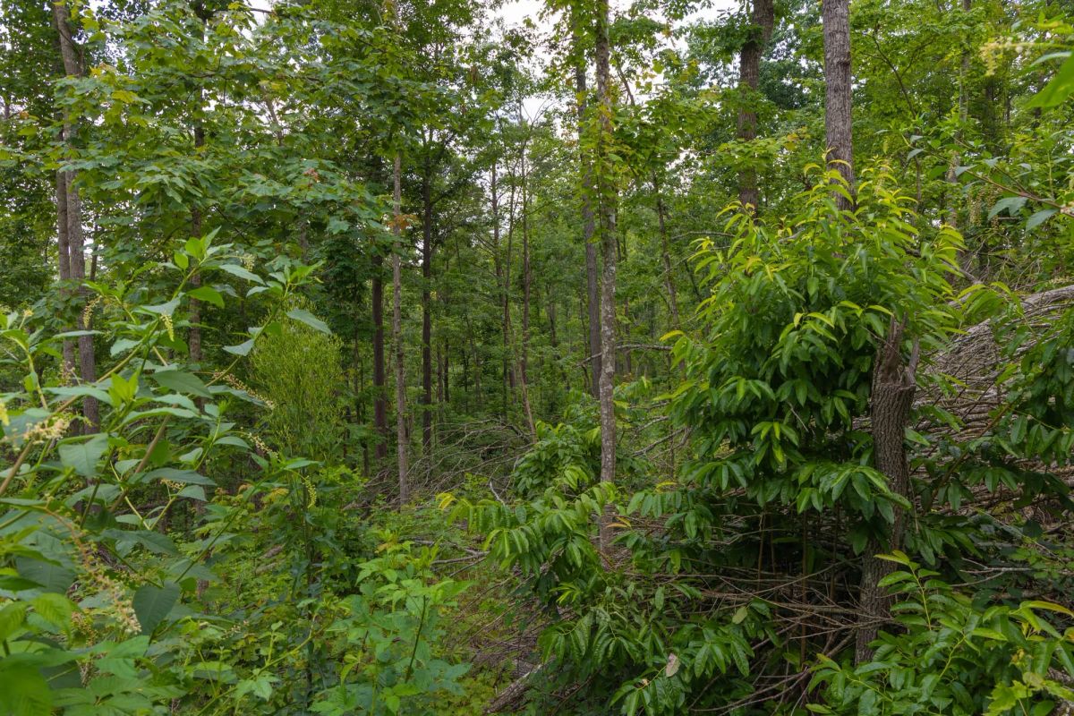 Creek Hollow Phase II Tract 68 - Main image