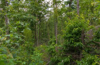Creek Hollow Phase II Tract 68