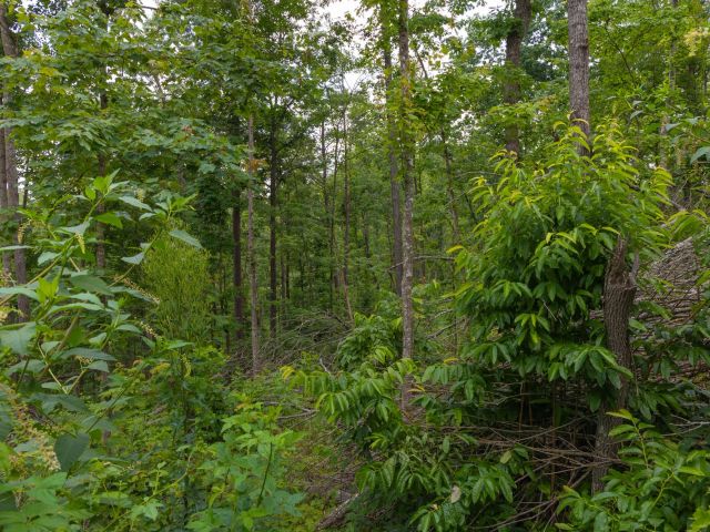 Creek Hollow Phase II Tract 68 in Rockcastle County, KY