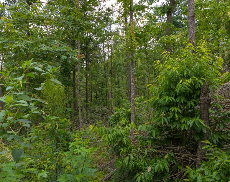 Creek Hollow Phase II Tract 68 in Rockcastle County, KY