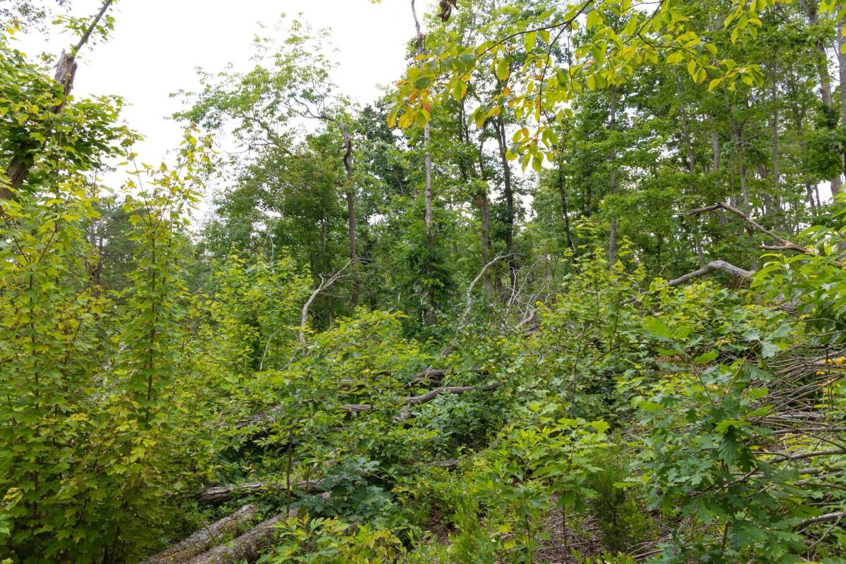 Creek Hollow Phase II Tract 68 - Image 4