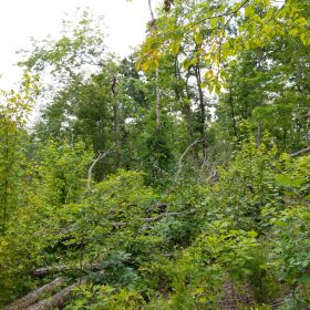 Creek Hollow Phase II Tract 68 in Rockcastle County, KY