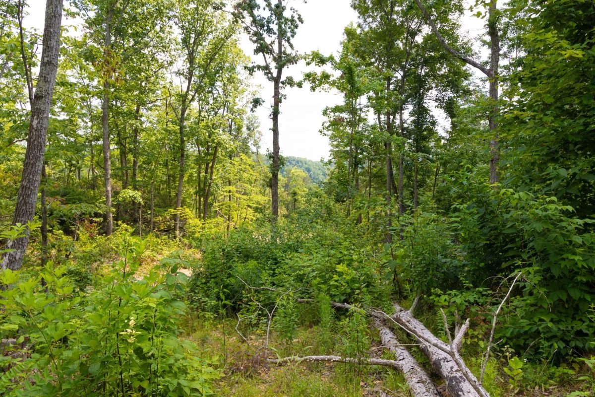 Decorative background for Creek Hollow Phase II Tract 68 image 5