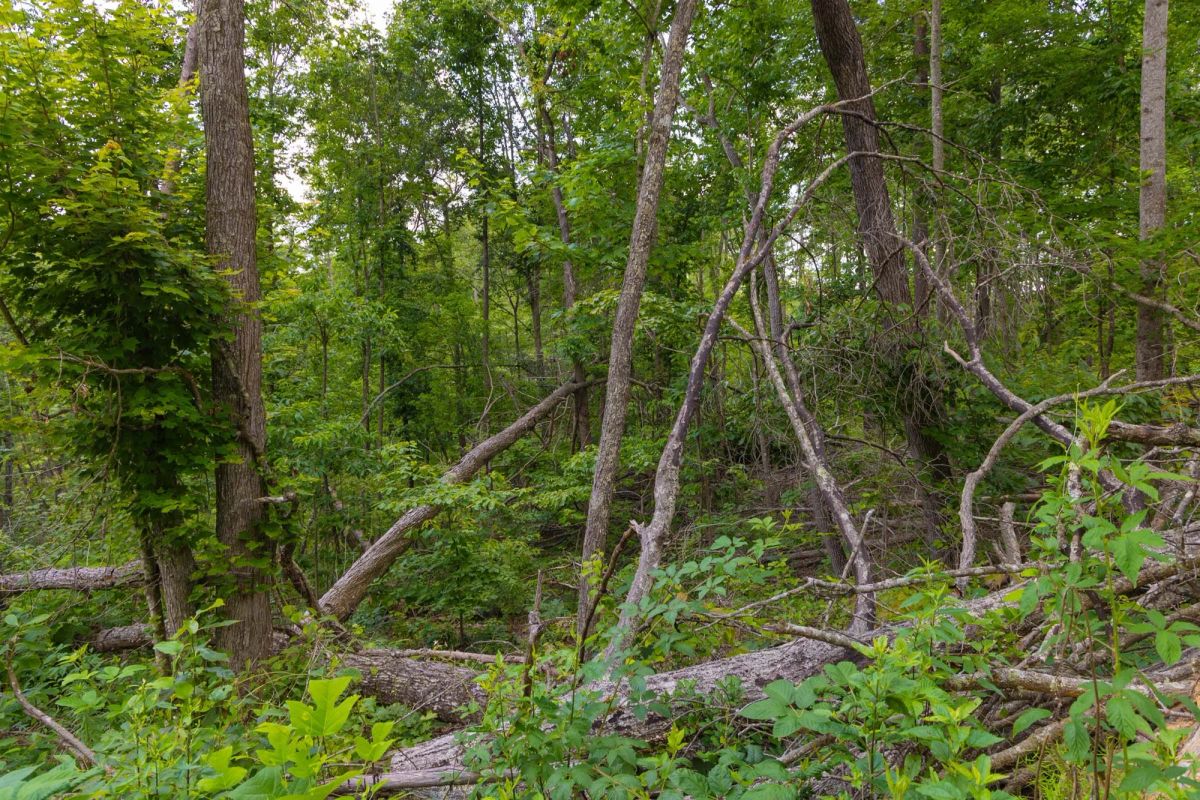 Decorative background for Creek Hollow Phase II Tract 68 image 6
