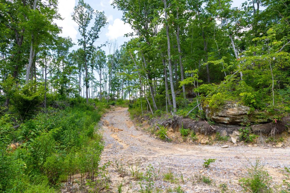 Decorative background for Creek Hollow Phase II Tract 68 image 7