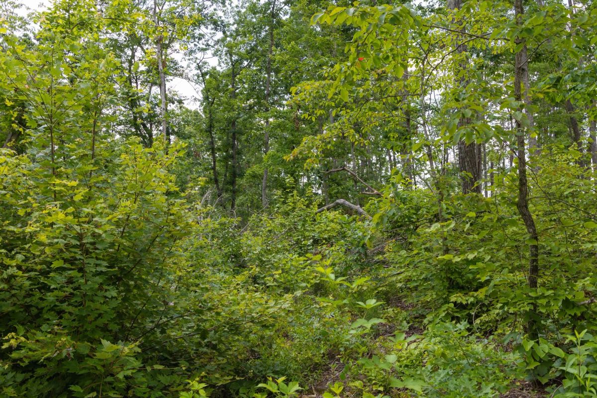 Decorative background for Creek Hollow Phase II Tract 68 image 8