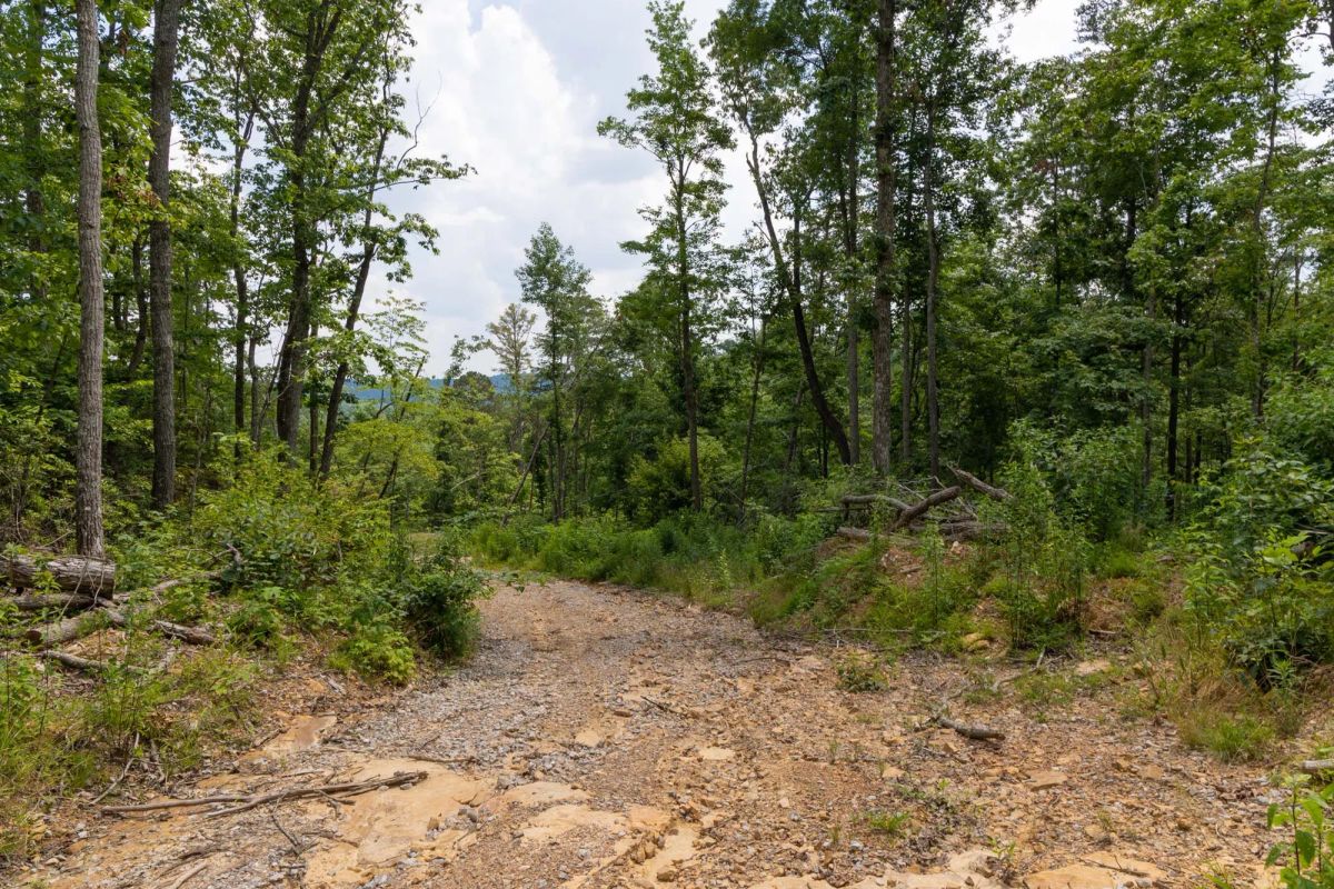 Decorative background for Creek Hollow Phase II Tract 68 image 9