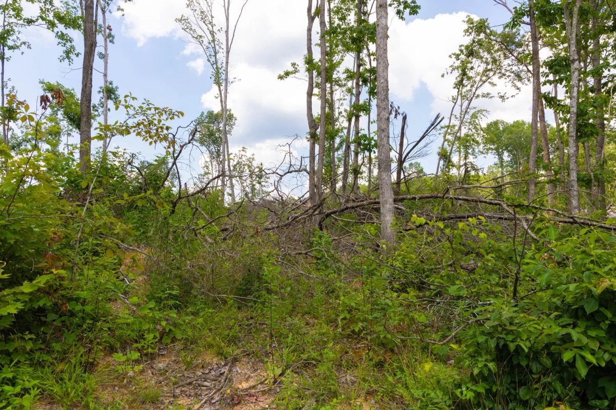 Decorative background for Creek Hollow Phase II Tract 68 image 10