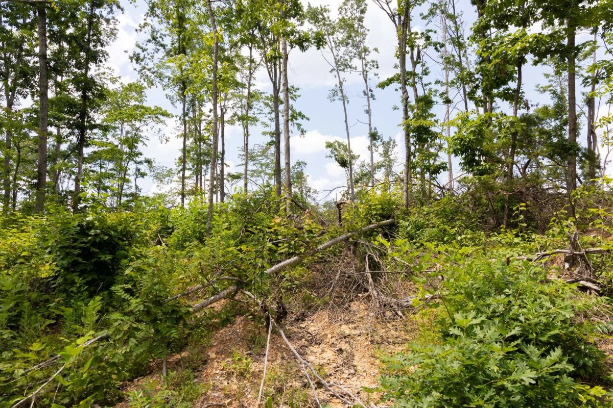 Decorative background for Creek Hollow Phase II Tract 68 image 11