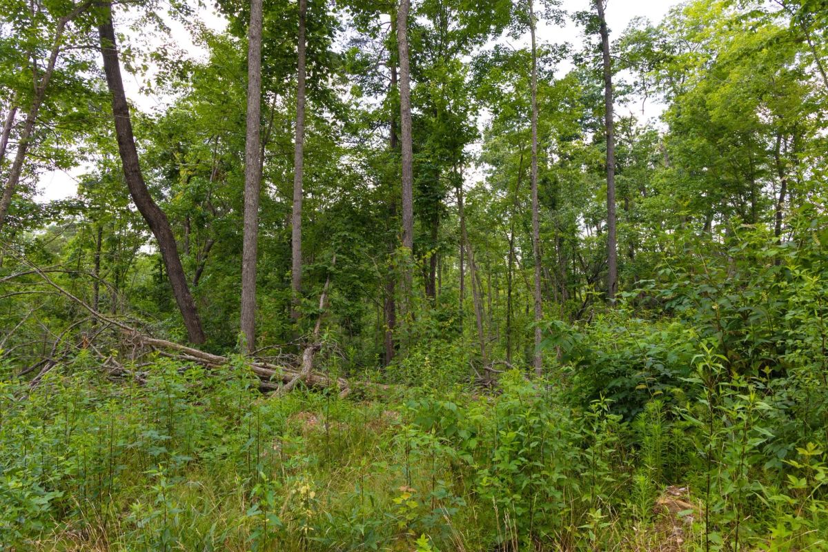 Decorative background for Creek Hollow Phase II Tract 68 image 12