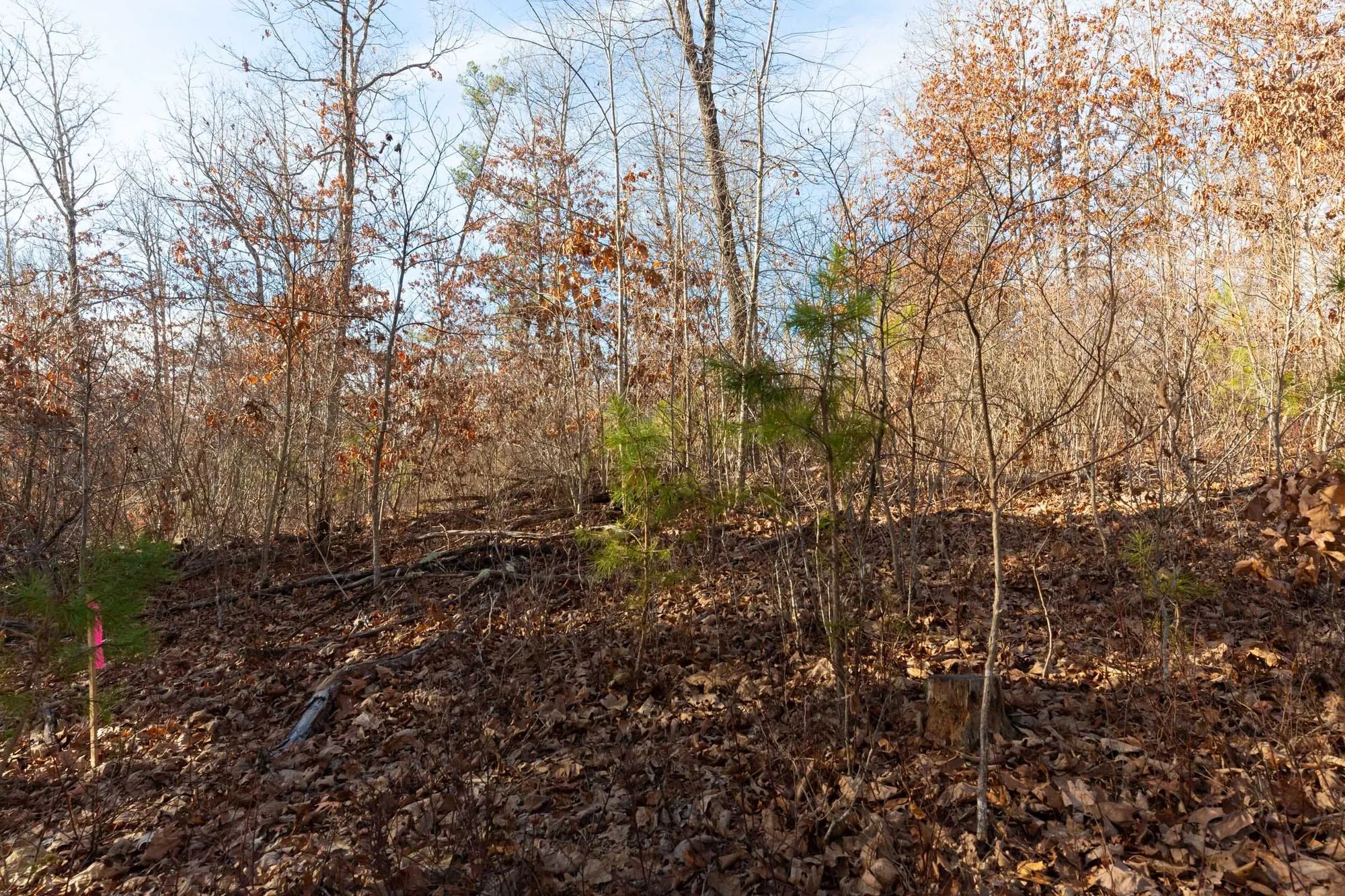 Windy Ridge Tract 8 in Texas County, MO