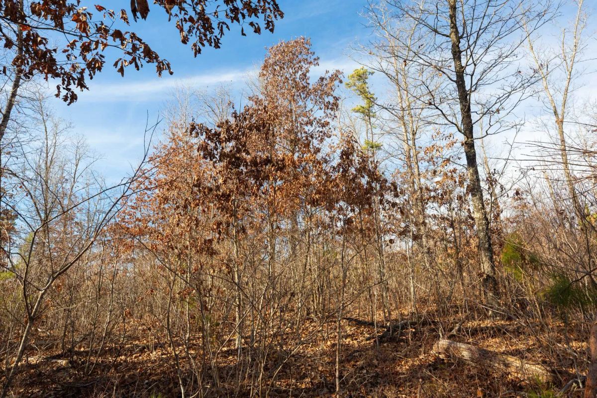 Windy Ridge Tract 8 - Image 3
