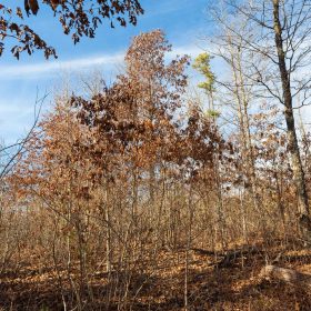 Windy Ridge Tract 8 in Texas County, MO